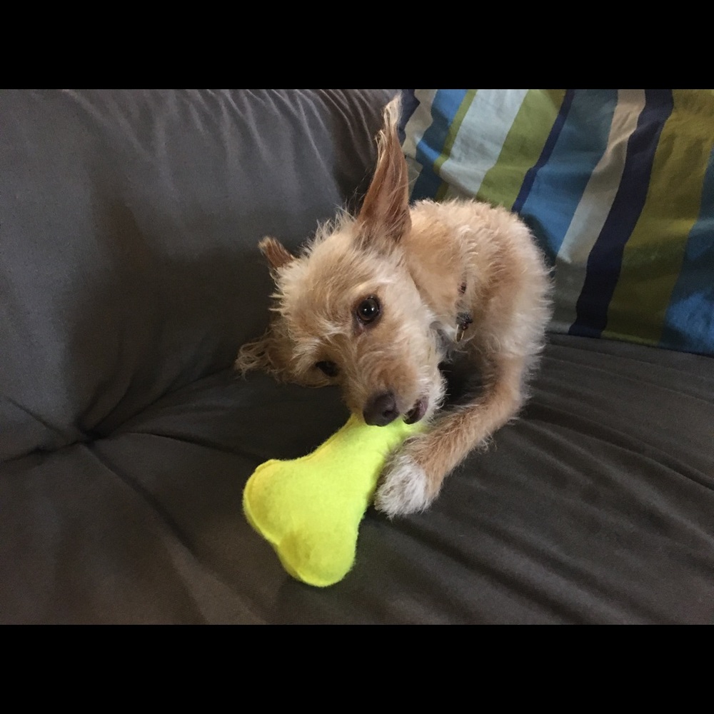 Little Bossy Girl - Picture 2 of 4